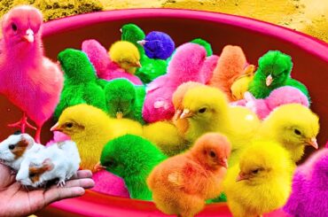 Catch colorful chickens, cute chickens, rainbow chickens, cute bunny, ducks, cat, cute animals 144