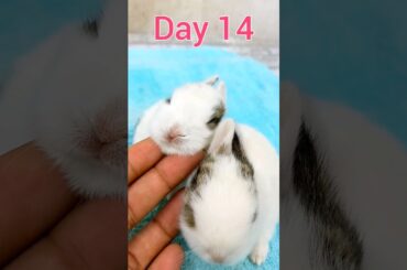Animals Growth - AWW So Cute BUNNY