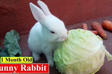 1 Month Old Rabbits | Cute Bunny Rabbits Activities | Birds and Animals Planet