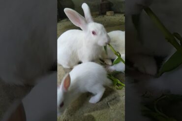 #viral#bunny#rabbit#bunnies#youtubeshorts#shorts#shortvideo#petlover#cutebaby#animals#