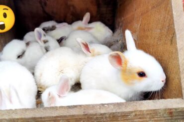 Peaceful Baby Rabbits | Cute Baby rabbit sounds ASMR