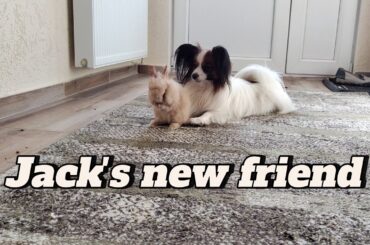 Jack's new friend #dog #funny #cute #rabbit