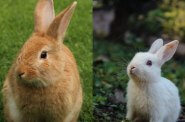 Cute Baby Rabbits Playing, Feeding Activities|Bunny Rabbits (Beby Rebbits)