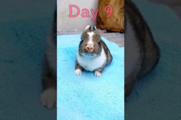 Little Rabbit - Baby BUNNY RABBIT Growing Up Day By Day #animals