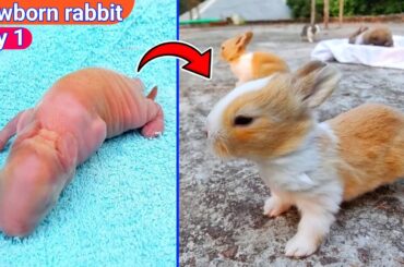 Rabbit 1 To 14 Days Old | Cute Baby rabbit growing up day by day