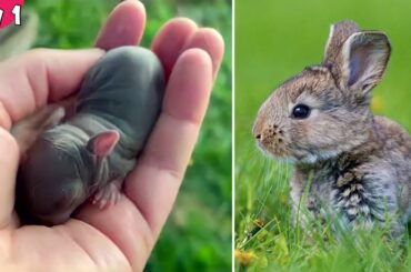 Cute Rabbit | Newborn Rabbit Growing Up Day By Day