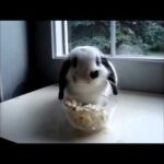 A cute bunny eating popcorn
