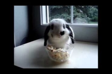 A cute bunny eating popcorn