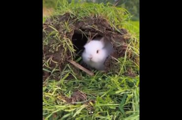 Cute baby rabbit | playing, eating activities  #rabbit #short #shorts