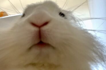 Bunny Mouth While Eating Pellets is SUPER CUTE! ASMR | Lily Bobtail