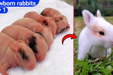 Baby Rabbit | 1 Day To 17 Days Old - Cutest Baby Rabbits Grow Up