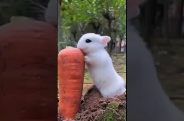 Cute Bunny Eating Carrot #shorts #youtubeshorts #shortsviral #bunny #rabbit #rabbitbunny