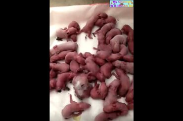 Cute baby rabbit #shorts #trendingshorts #youtubeshorts