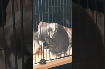 Mama Rabbit Caring For Her Baby Bunnies... #hobbyfarm #cute #babyrabbit #rabbits #rabbitbunny