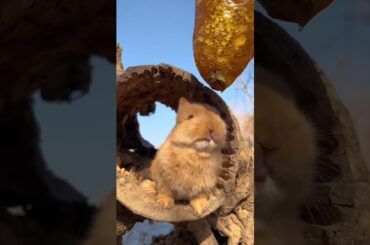#amazing #pets #cute #rabbit #bunny#eating #food #video #youtubeshorts #viral #top #shorts #nature