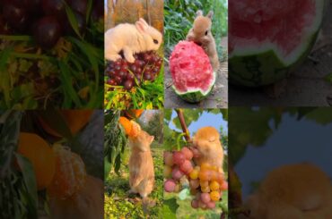 Cute bunny videos #ytshorts #cute #rabbits #shorts