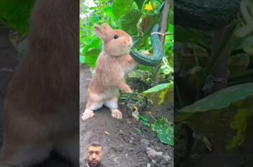 cute rabbit #bunny #rabbit #cute #animals #pets