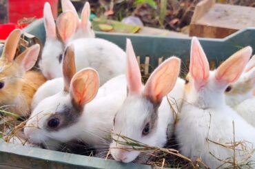 Baby Rabbits 3 Minutes | Peaceful, Cutest baby rabbits sounds | rabbit eating sound Asmr