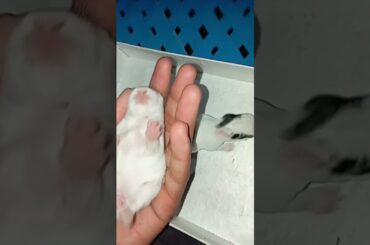 #rabbit #rabbitrabbit #animallover #cute rabbit #animals #petrabbit  #cute #ytshorts #viral #shorts