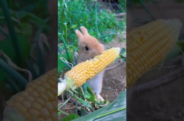 #cute #rabbit #shorts