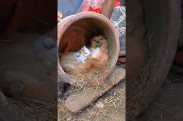 #rabbit #cute dogs and rabbit #youtubeshorts #shortvideo #shorts