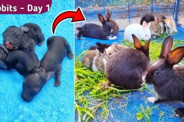 Rabbit growth | 1 Day To 19 Days Old - Cute Baby rabbits grow up