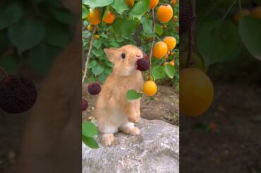 cute rabbit#cute #rabbit