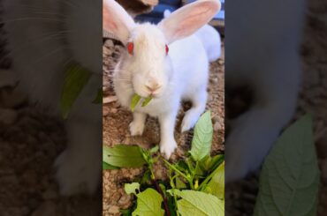 twitching nose #cute #bunny #rabbit #fun #nature #pets