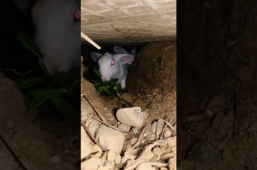 bunny having food in her home #cute #bunny #rabbit #fun #cute