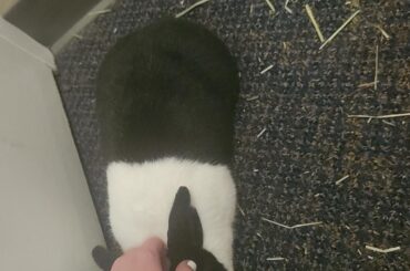 He loses his legs when recieveing pets