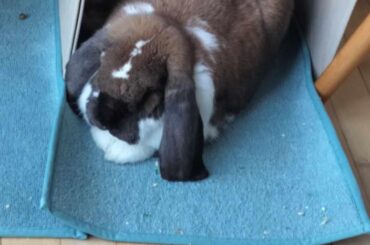 There are two bunnies in this picture...