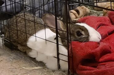 Blanket pillows and metal bars are the best