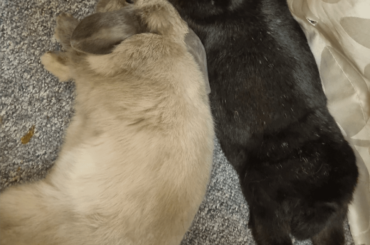 Big spoon, little spoon? bonded husbun bunwife luv ❤️