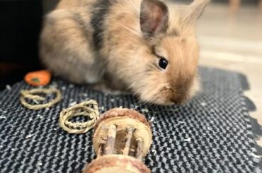 The toy lasted 5 seconds #newrecord 😂