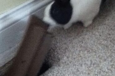 this pic is over 10 years old, but this is when my bunny (rip) pulled a vent out of our floor