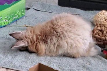 He constantly enjoys sleeping face down.