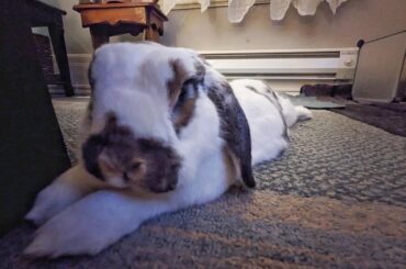 Lagomorph Lounges Longly