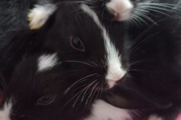 Please help us find good homes for these bunnies(Delhi NCR🇮🇳)