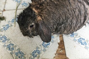 Bro jumped in the hot tub, swam over to my dad and scratched the crap out of his chest, then made it almost all the way around the hot tub before I could grab him out