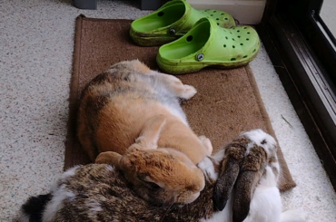 Turns out Benji makes a great flopping pillow!