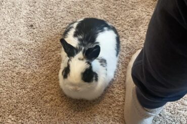 Him likes to cuddle after humps