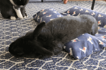 That's not how you're supposed to use the bunbed Charley