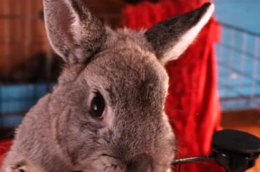 Bun Wants To Say Hi!