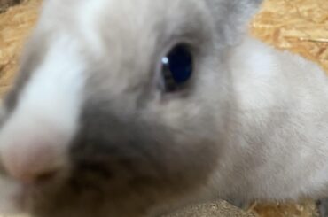 this culprit just chewed on her leash so now she’s acting all cutie patootie