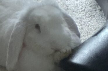 Lady Floppington by the microphone stand with 1 paw under her face like a model