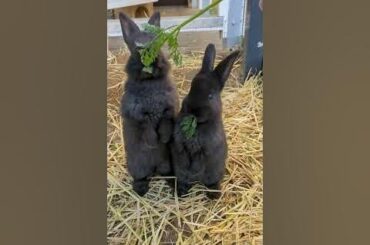 Bunnies Standing Up - Yep, that's what they do.