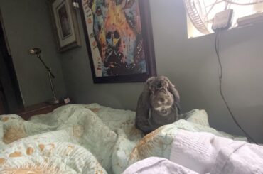 This is my psycho. He chases the cats, eats their treats, and will push them out their food if allowed. He thinks the area underneath my bed is his territory, so when I try to sweep he grunts and thumps the floor.