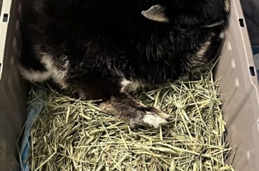 Somehow this is comfortable to him