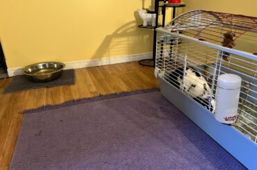 She tried to pee on the water mat