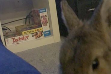 Guess who just peed on my hardwood floors!!